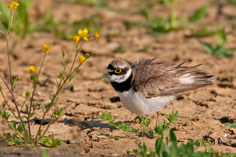Corriere piccolo (Charadrius dubius)